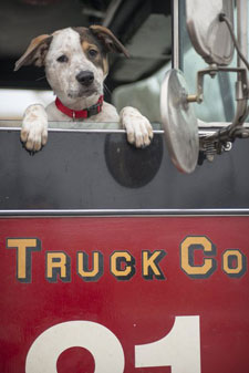 Pouch the Dog stars in Chicago Fire Pouch the Dog stars in Chicago Fire