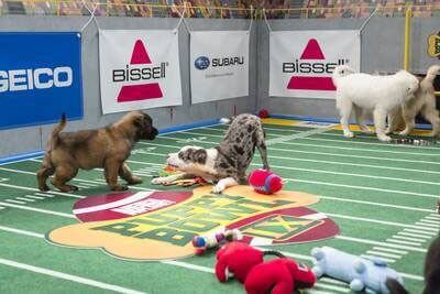 Puppy Bowl IX Puppy Bowl IX Puppies