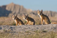 Swift Fox shown in North America Swift Fox shown in North America