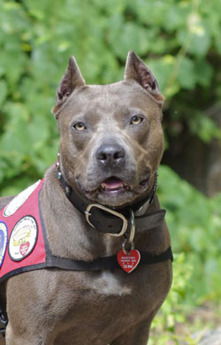 American Hero Dog Winner Elle the Pit Bull American Hero Dog Winner Elle