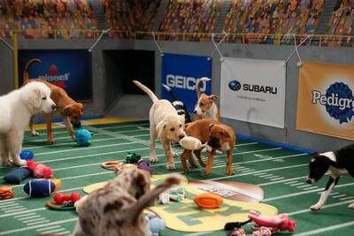 Dogs playing on the field during Puppy Bowl X Puppy Bowl X Details